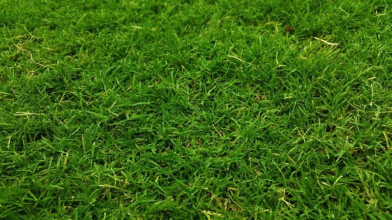 8 Tips om je Gras te Onderhouden