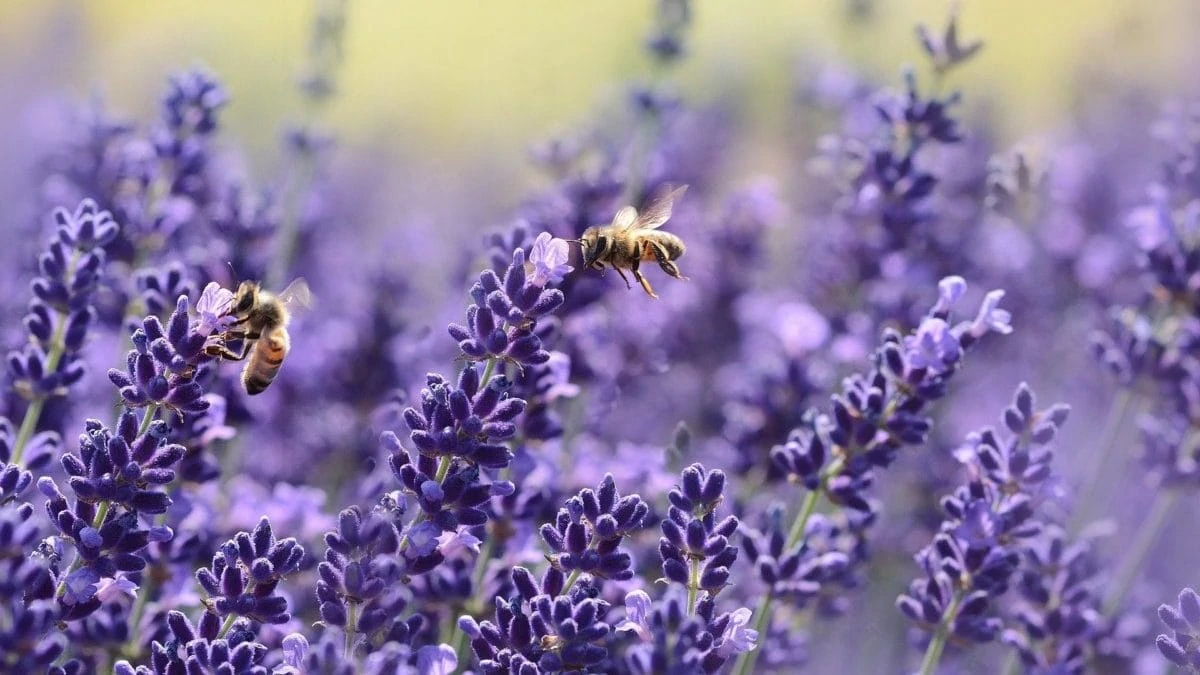Lavendel met bijen