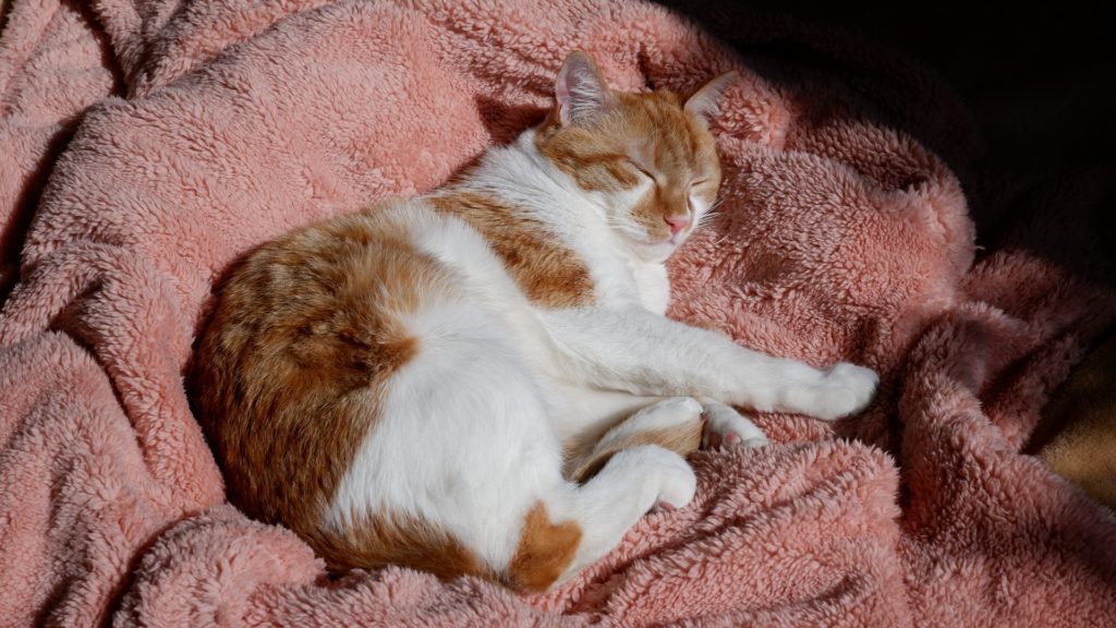 Kat die slaapt op roze deken
