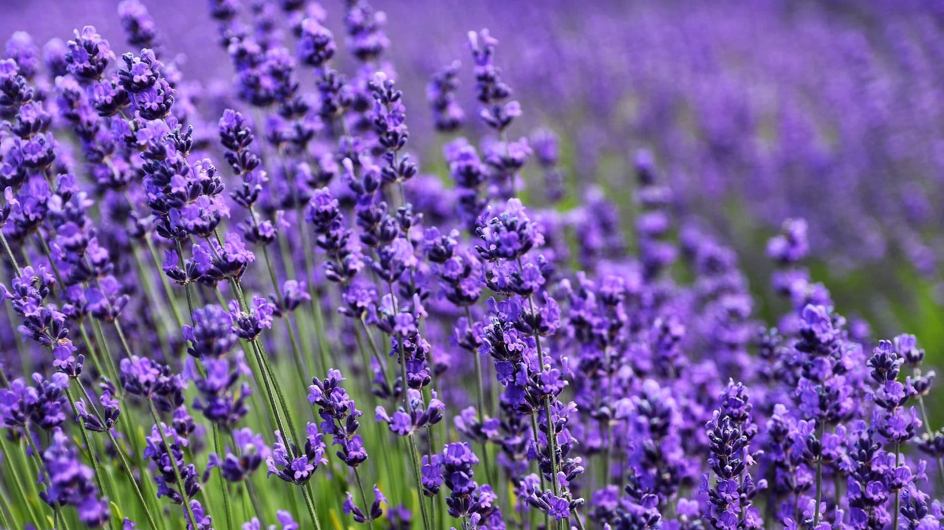 Lavendel in veld, vooraanzicht
