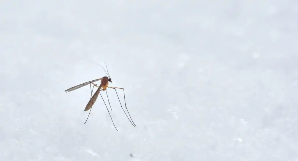 mug op een laag sneeuw