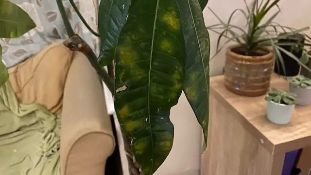 Geldboom met vervormd blad met gele plekken
