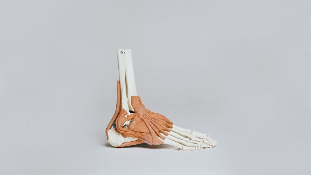anatomie voet
