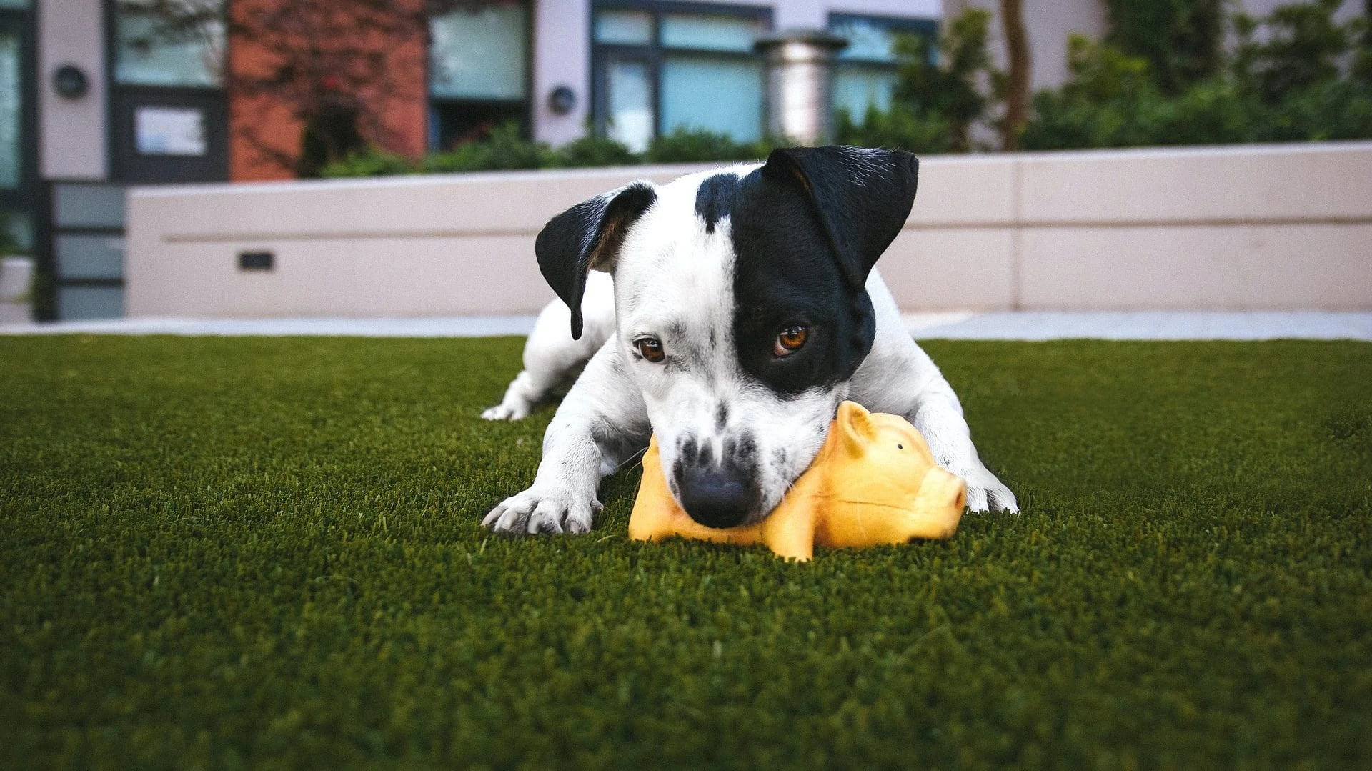 Een zwart-witte hond met een speeltje op kunstgras.