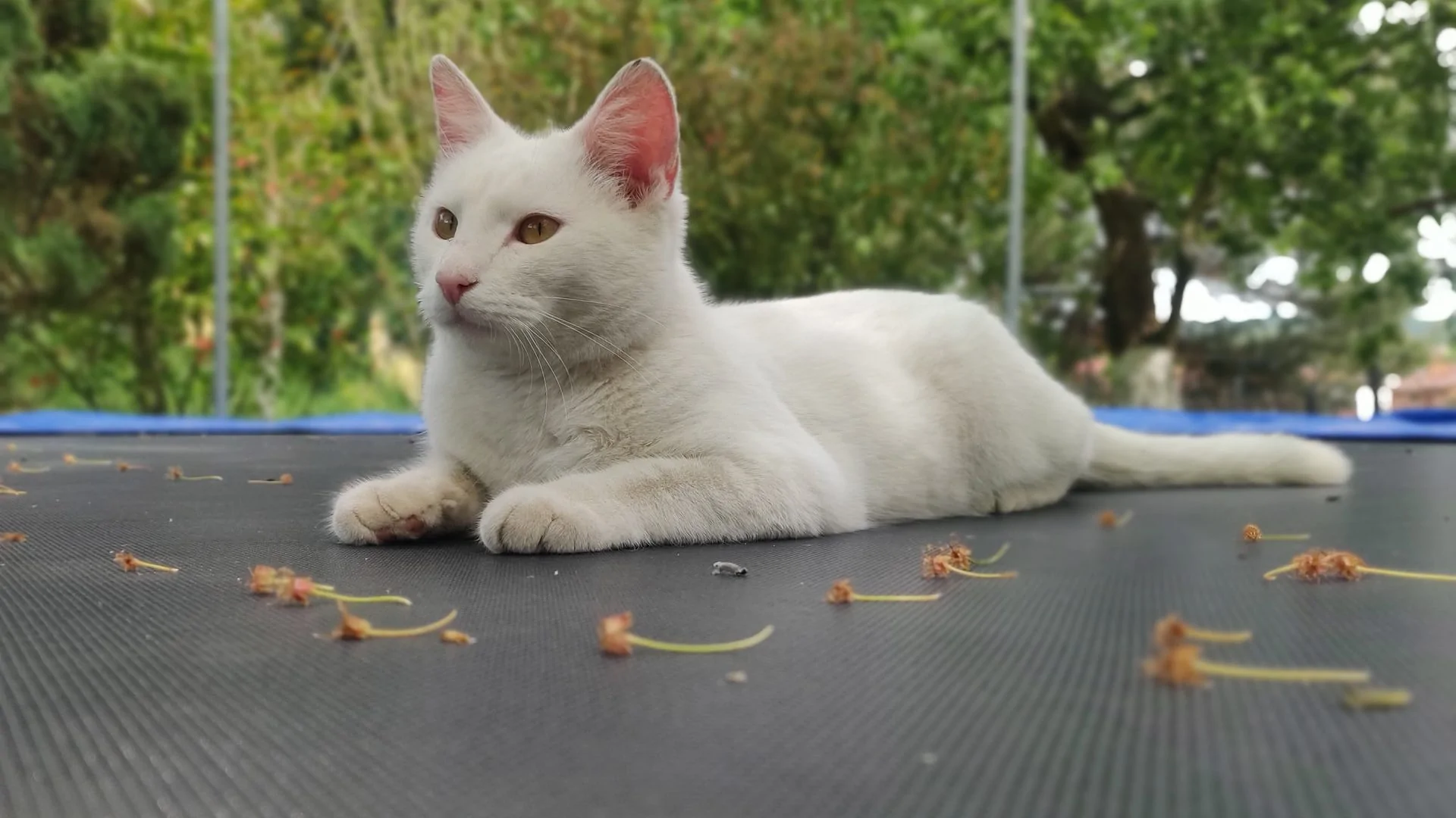 Witte kat op trampoline, vooraanzicht.