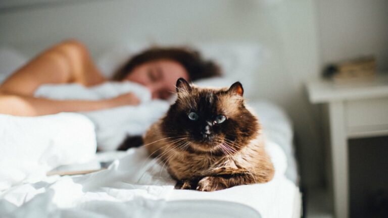 Waarom Slaapt een Kat Bij Je – en Kan Dit Kwaad?